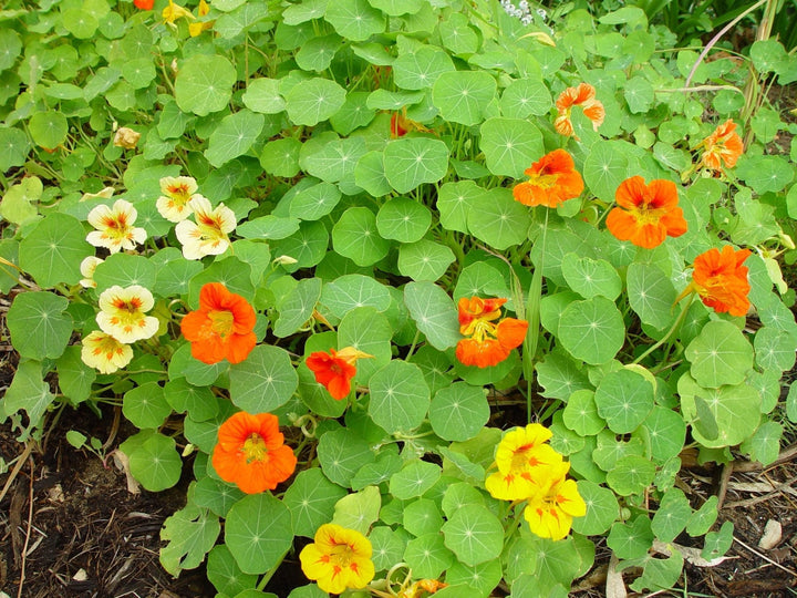Nasturtium - Dwarf Jewel - Whitwam Organics