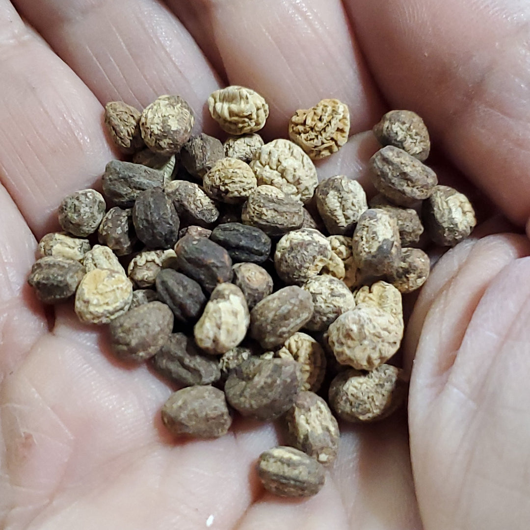 Nasturtium - Dwarf Jewel - Whitwam Organics