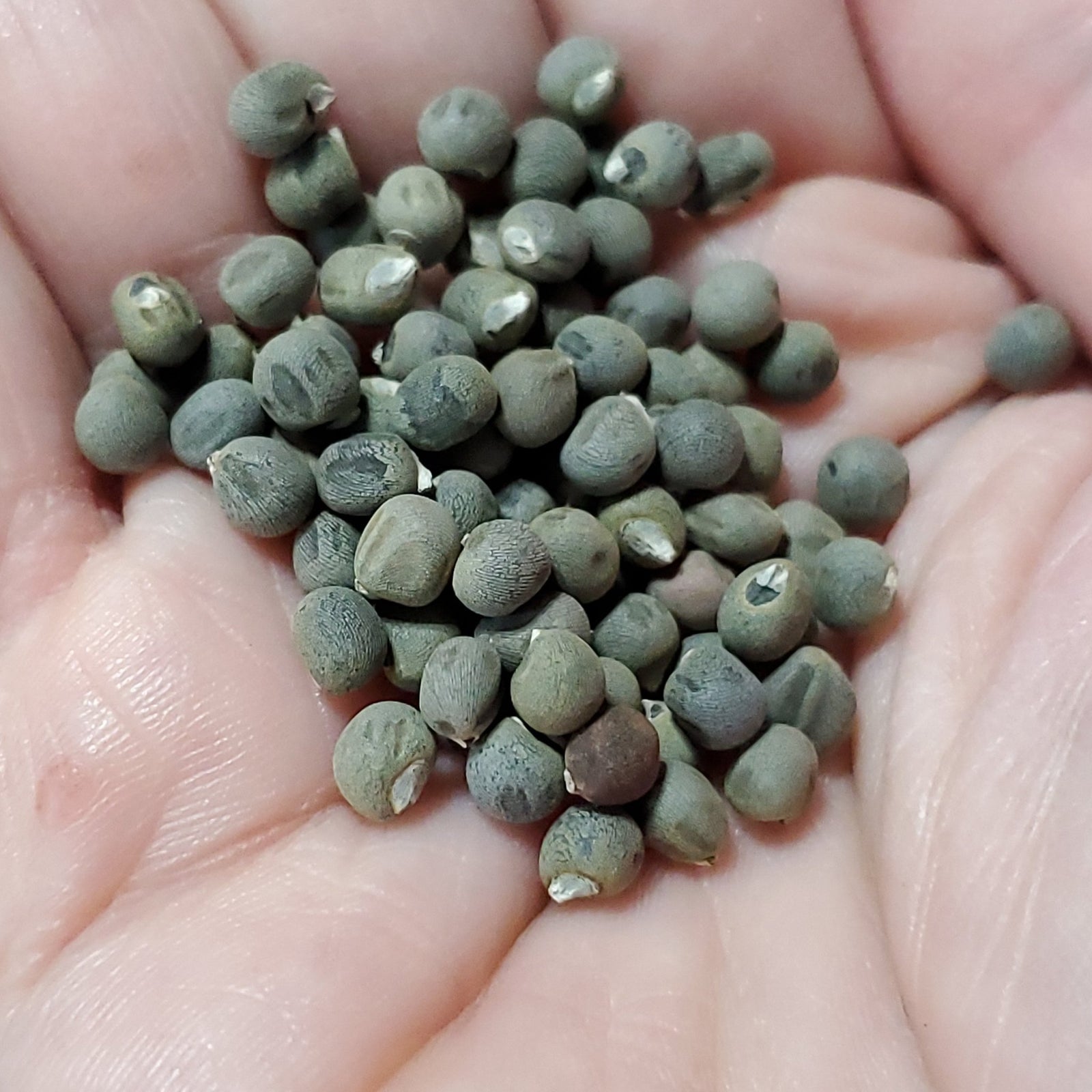 Okra - Burgundy - Whitwam Organics