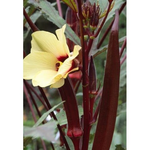 Okra - Burgundy - Whitwam Organics