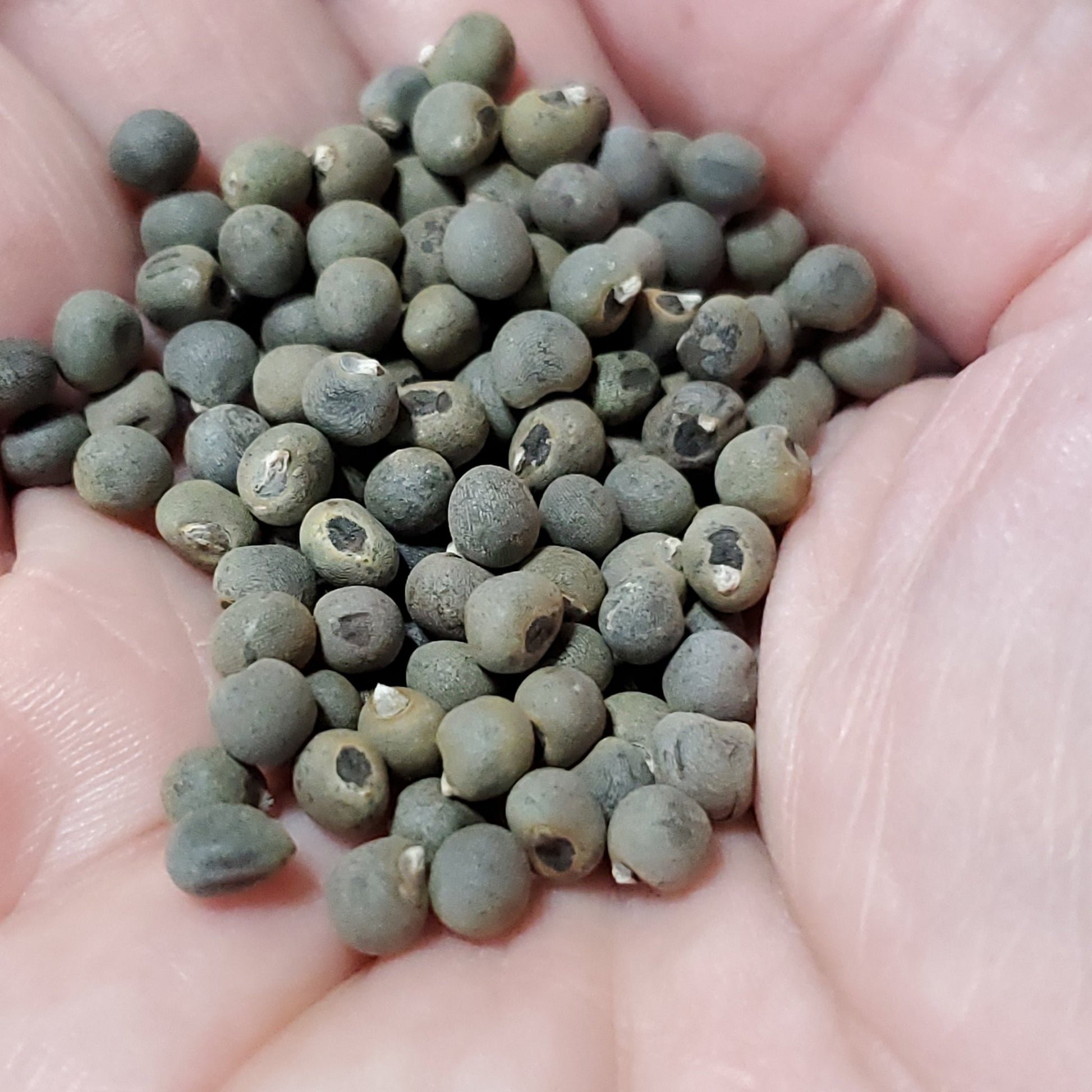 Okra - Clemson Spineless - Whitwam Organics