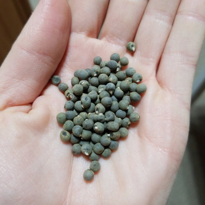 Okra - Jambalaya - Whitwam Organics