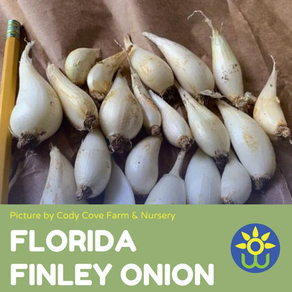 Onion - Florida Finley Onion (Florida Heirloom) - Whitwam Organics