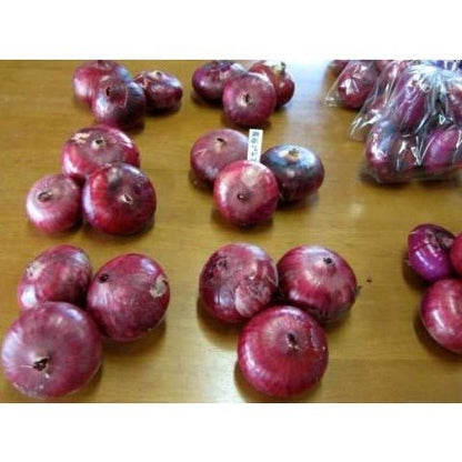 Onion - Shonan Red (Medium Day) - Whitwam Organics