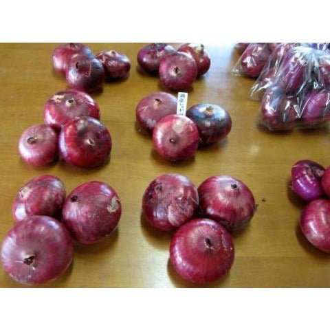 Onion - Shonan Red (Medium Day) - Whitwam Organics