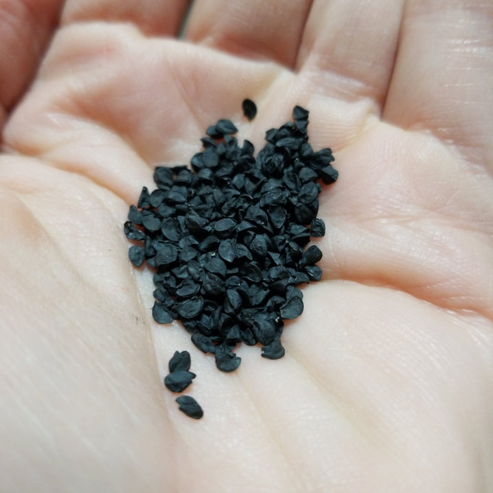 Onion - Superex Onion (Short Day) - Whitwam Organics