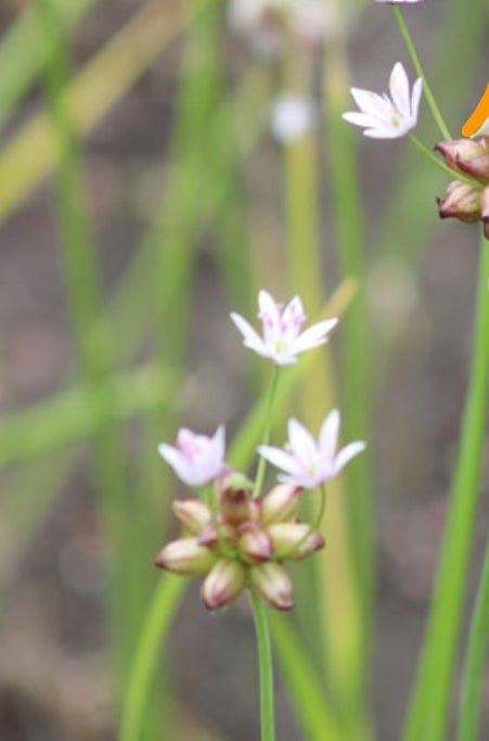 Onion - Wild Onion/Wild Garlic (Allium canadense) (Florida Native) - Whitwam Organics