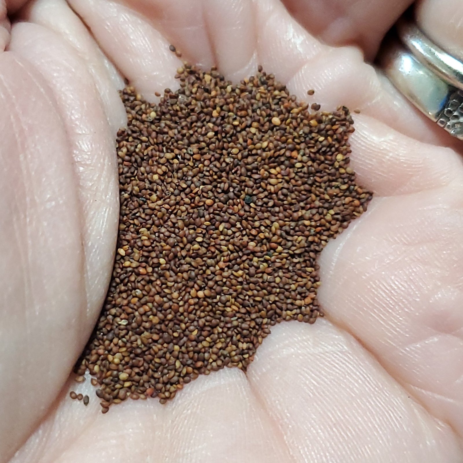 Oregano - Greek - Whitwam Organics