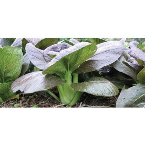 Pak Choi - Red Choi - Whitwam Organics