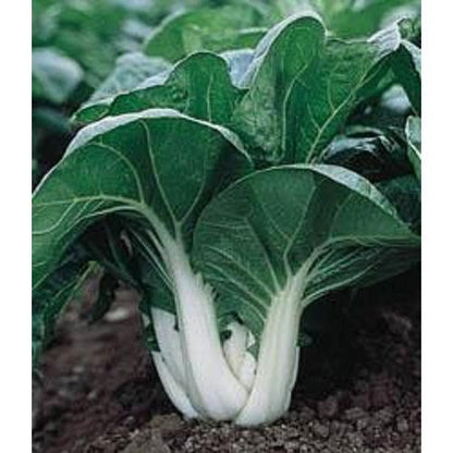 Pak Choi - White Stem Chinese - Whitwam Organics
