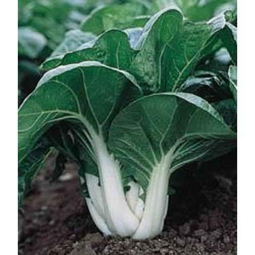 Pak Choi - White Stem Chinese - Whitwam Organics