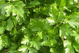 Parsley - Large Flat Leaf - Whitwam Organics