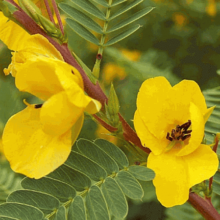 Pea-Partridge Pea (Florida Native)