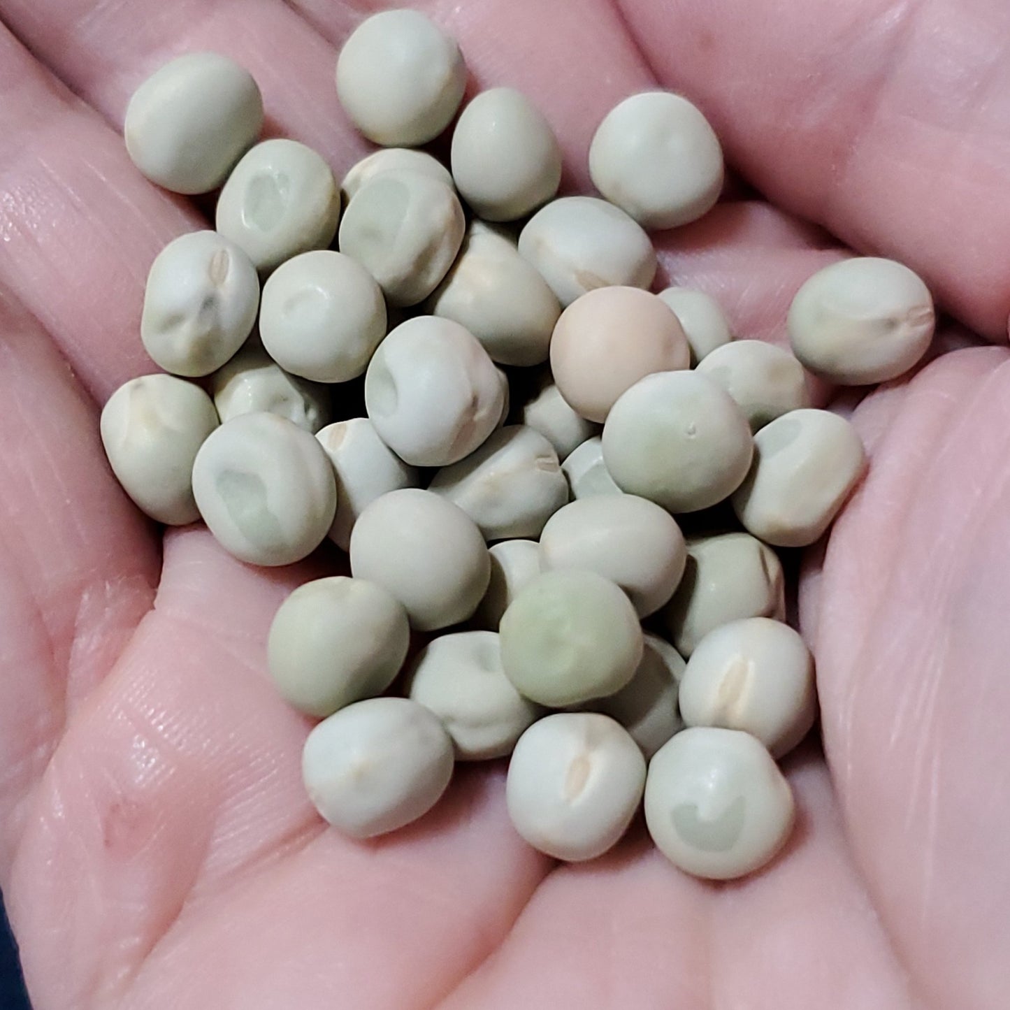 Pea - Oregon Snow Pea - Whitwam Organics