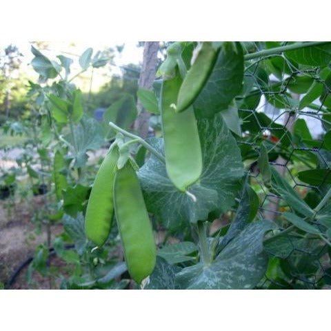 Pea - Oregon Snow Pea - Whitwam Organics