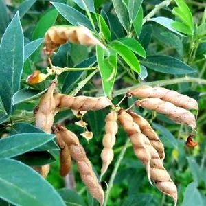 Pea - Pigeon Pea - Whitwam Organics