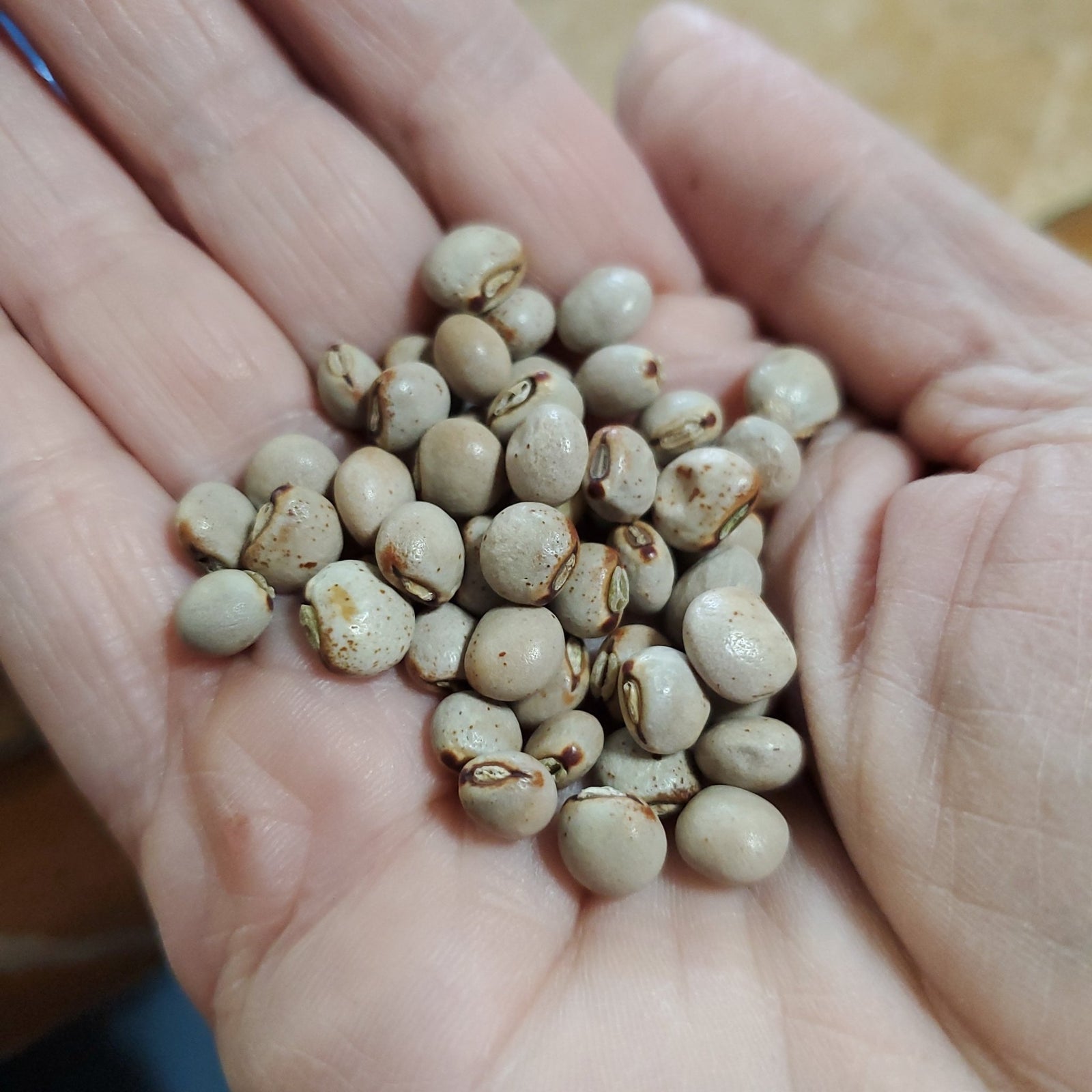 Pea - Pigeon Pea - Whitwam Organics