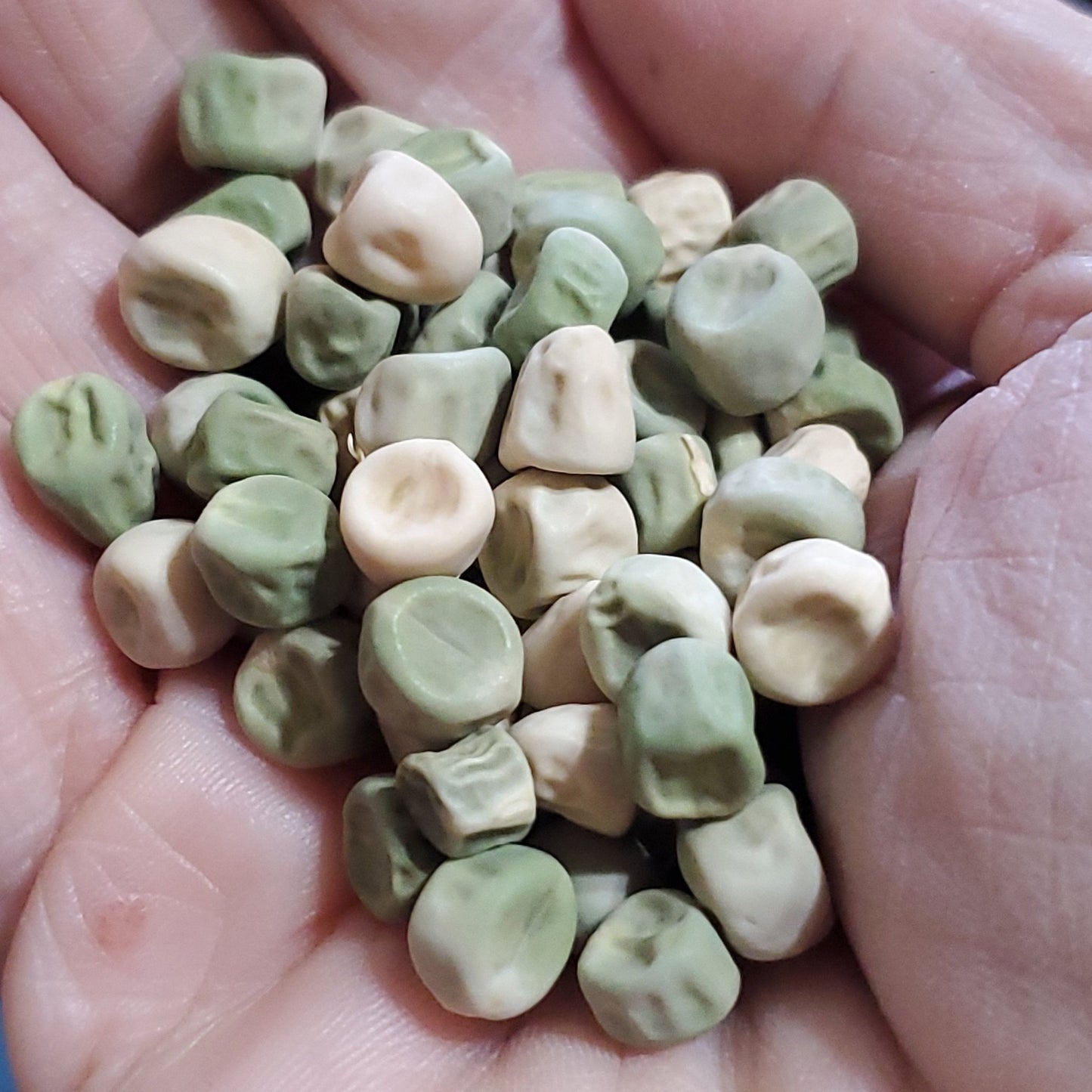 Pea - Taichung 13 Sugar Pea/Snap Pea - Whitwam Organics