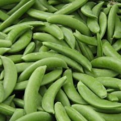 Pea - Taichung 13 Sugar Pea/Snap Pea - Whitwam Organics