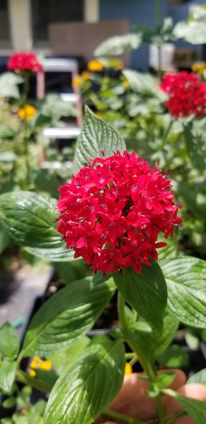 Penta - "Giant" Red Pentas (Old fashioned) (Florida Friendly) - Whitwam Organics