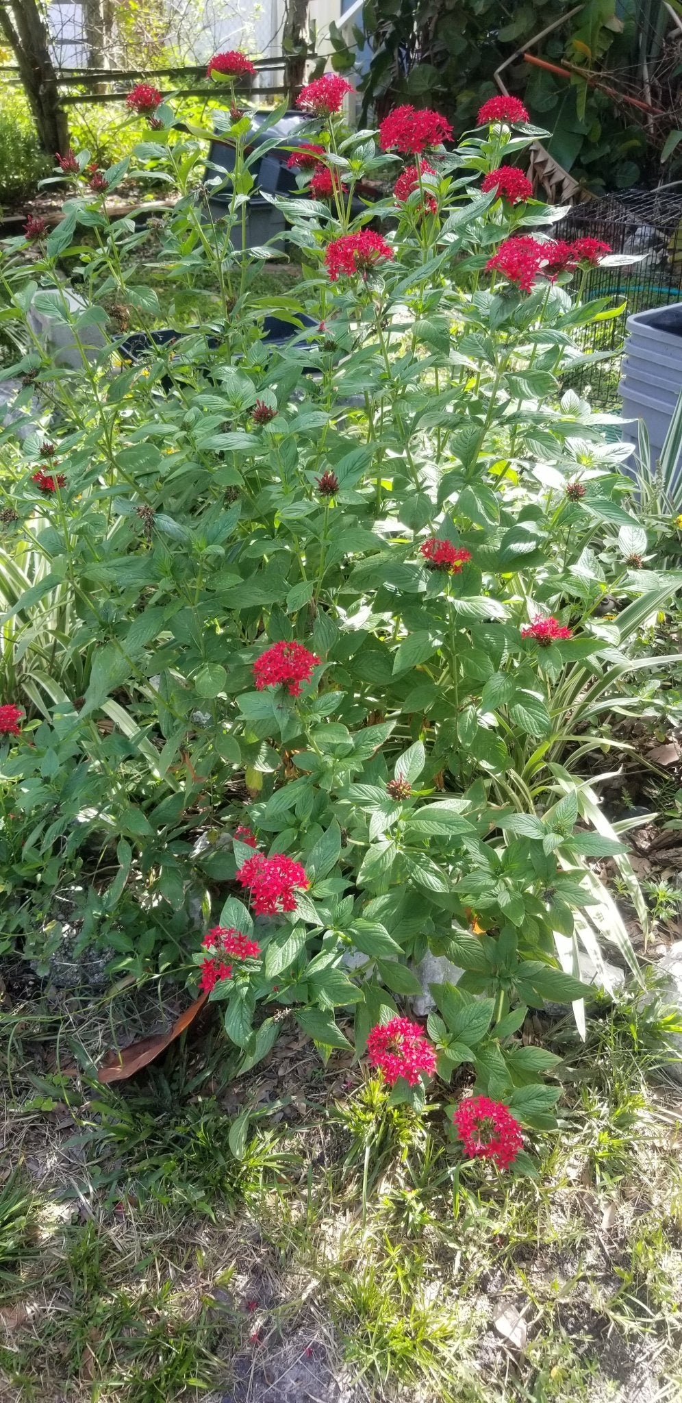 Penta - "Giant" Red Pentas (Old fashioned) (Florida Friendly) - Whitwam Organics