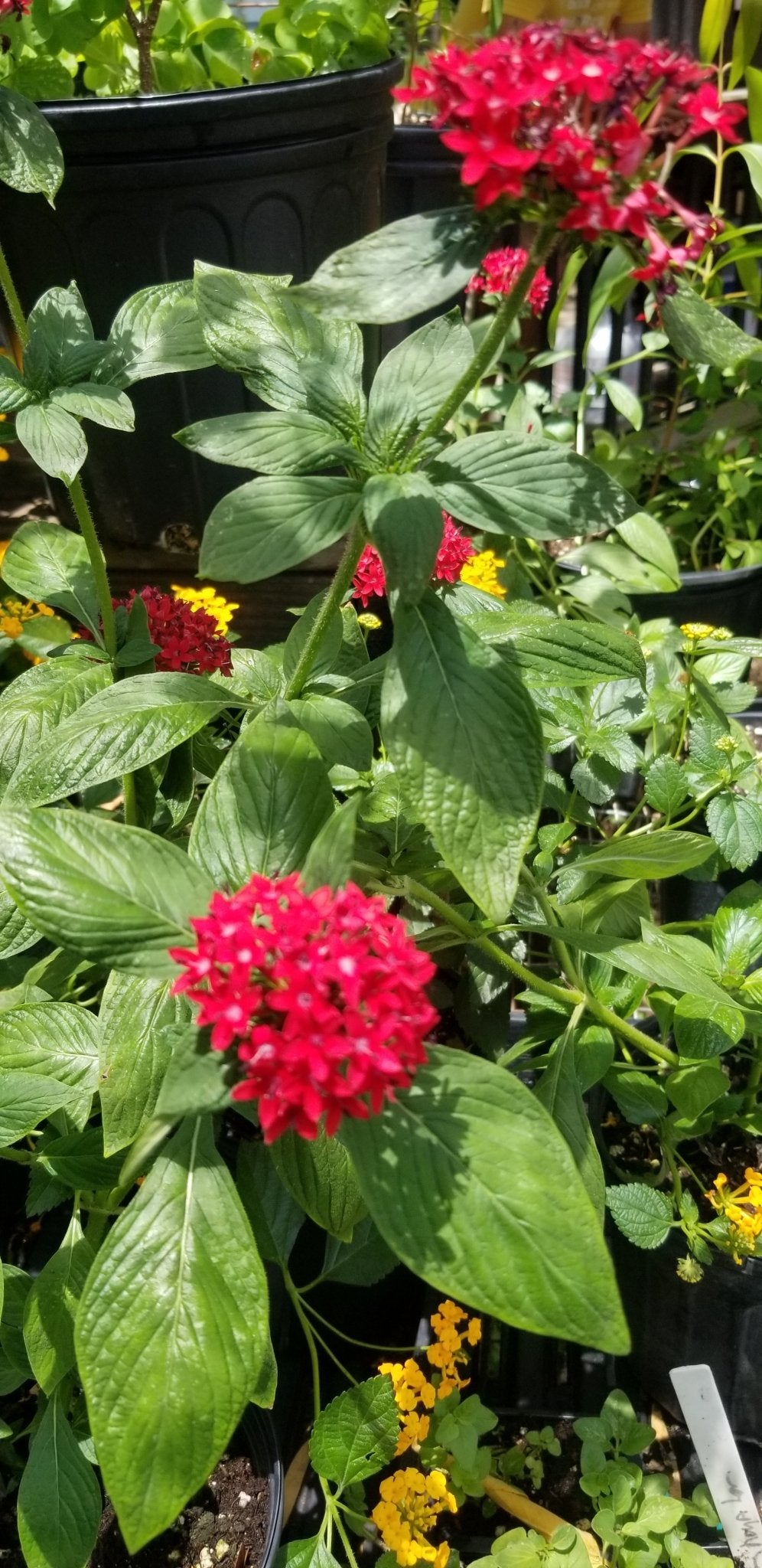 Penta - "Giant" Red Pentas (Old fashioned) (Florida Friendly) - Whitwam Organics