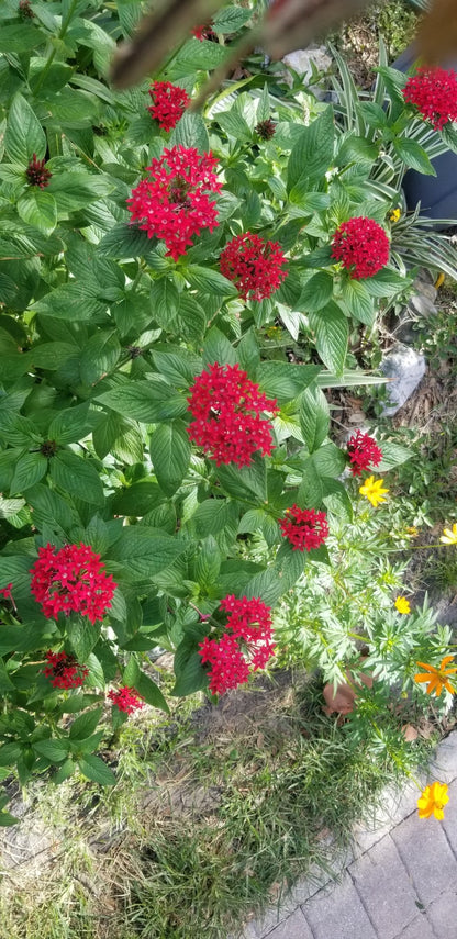 Penta - "Giant" Red Pentas (Old fashioned) (Florida Friendly) - Whitwam Organics