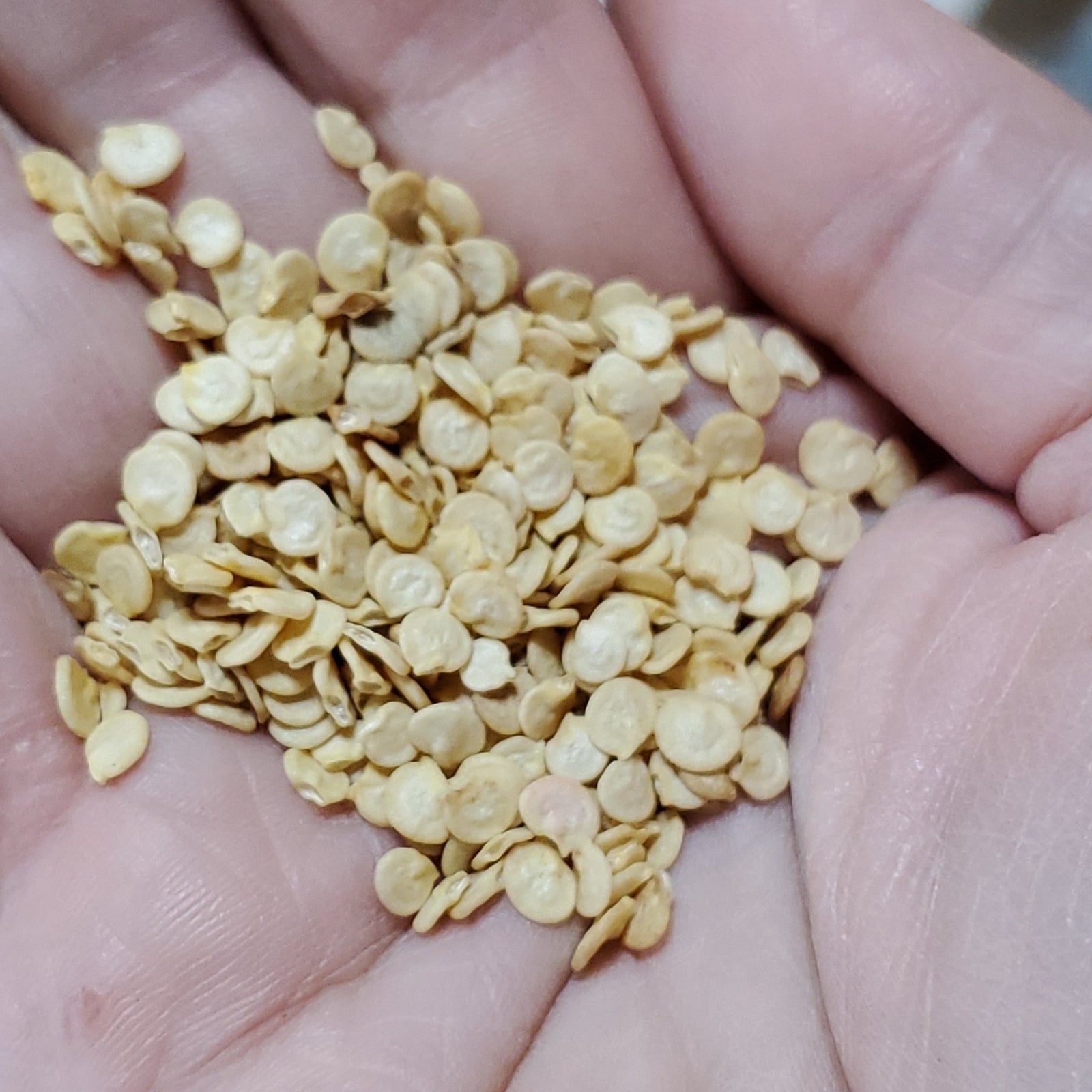 Pepper - Big Red - Whitwam Organics