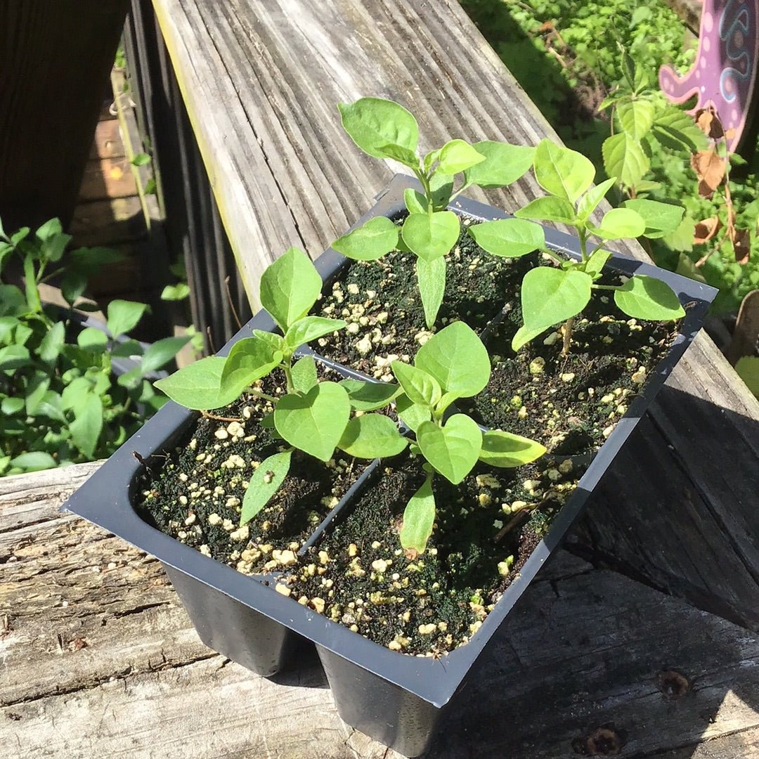 Pepper - Bird’s Eye Chiltepin - Whitwam Organics