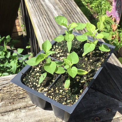 Pepper - Bird’s Eye Chiltepin - Whitwam Organics