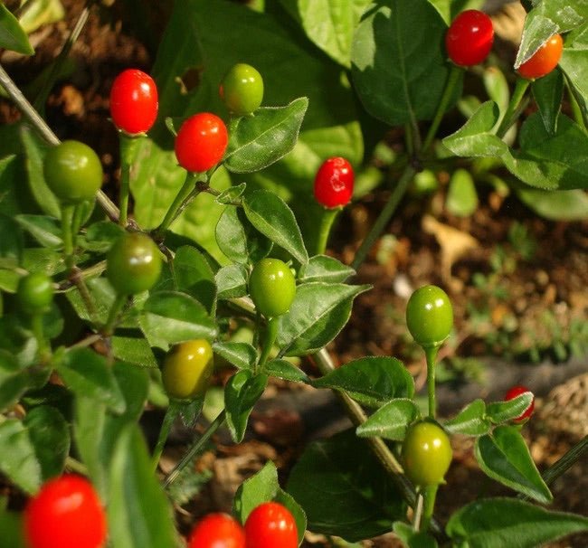 Pepper - Bird’s Eye Chiltepin - Whitwam Organics