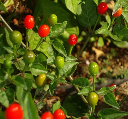 Pepper - Bird’s Eye Chiltepin - Whitwam Organics