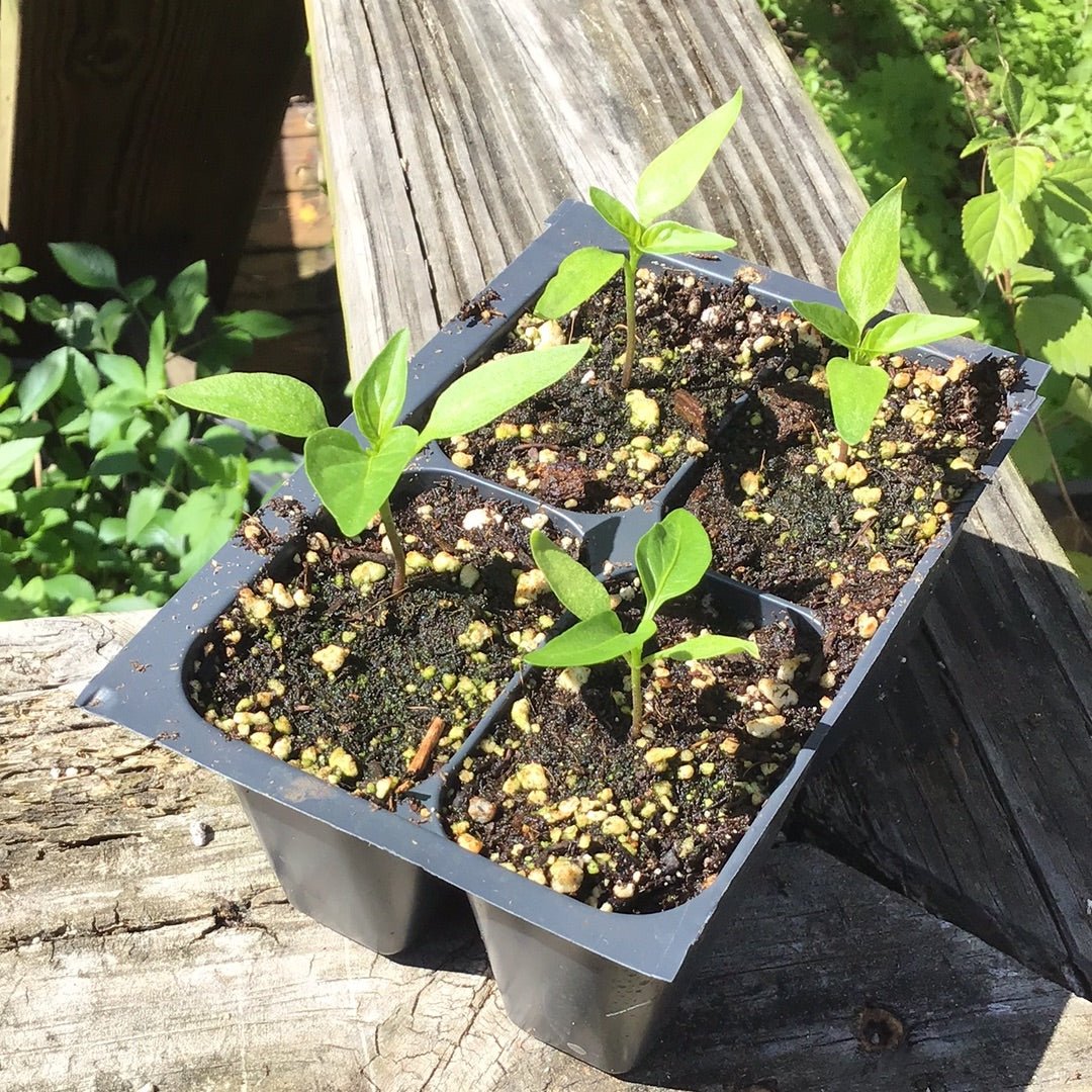 Pepper - California Wonder 300 - Whitwam Organics