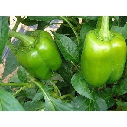 Pepper - California Wonder 300 - Whitwam Organics