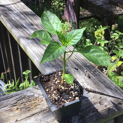 Pepper - California Wonder 300 - Whitwam Organics