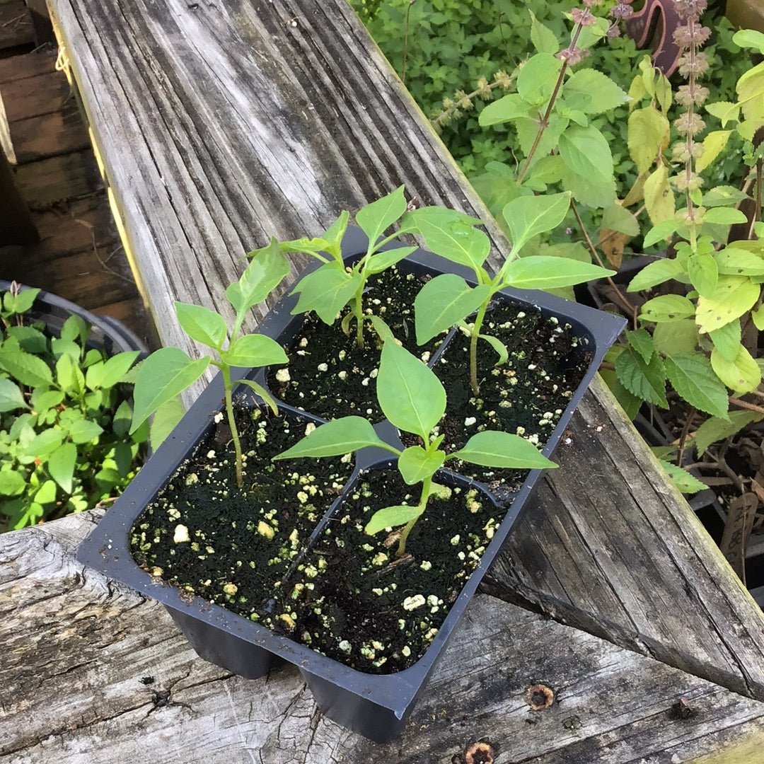 Pepper - Jalapeno M - Whitwam Organics