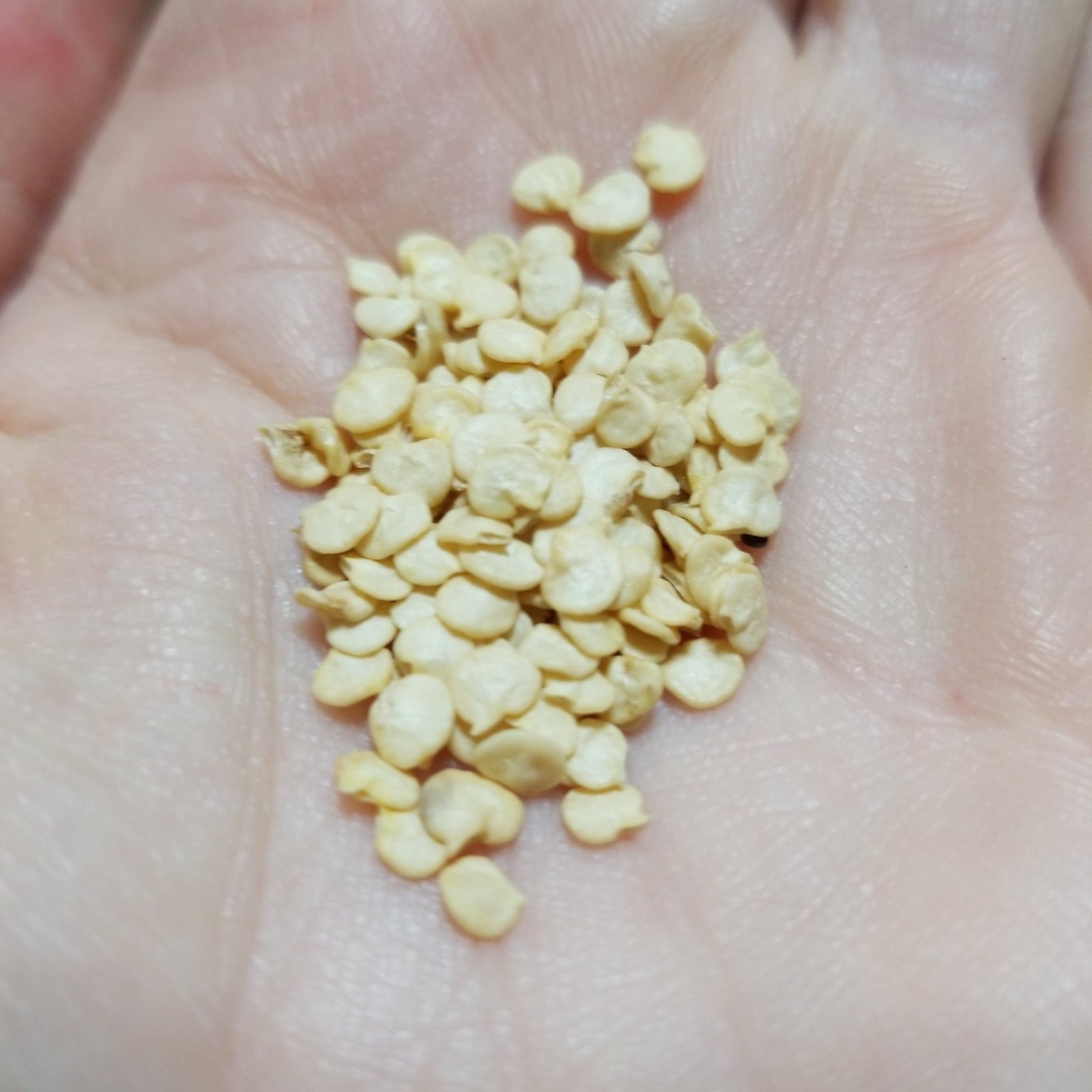 Pepper - Jalapeno M - Whitwam Organics