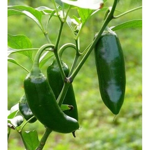 Pepper - Jalapeno M - Whitwam Organics