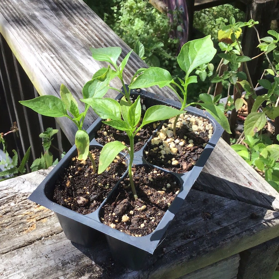 Pepper - Tenderbell Hybrid Mini Bell - Whitwam Organics