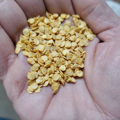 Pepper - Tenderbell Hybrid Mini Bell - Whitwam Organics