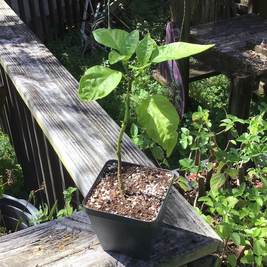 Pepper - Tenderbell Hybrid Mini Bell - Whitwam Organics