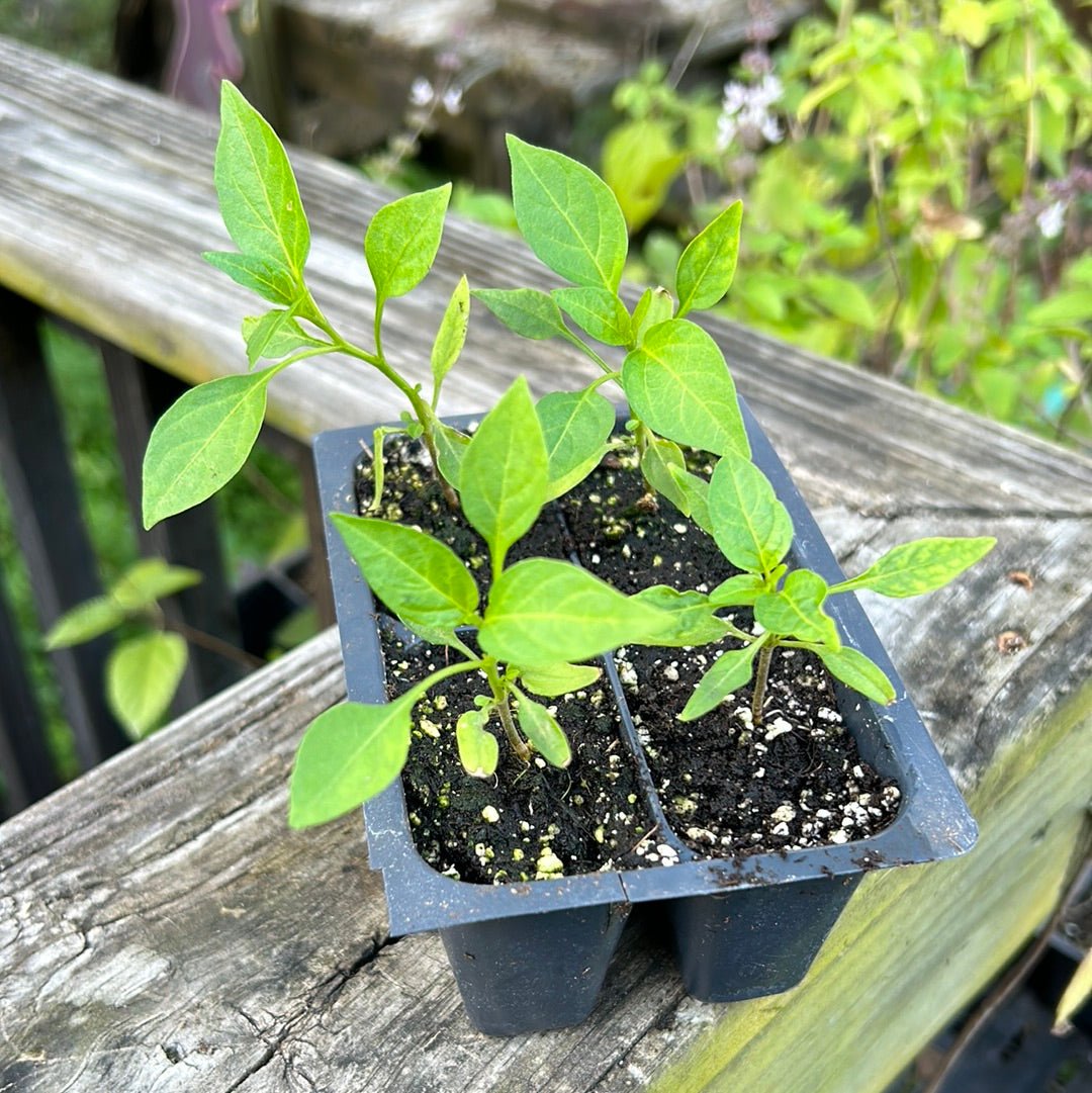 Pepper - Thai Bird - Whitwam Organics