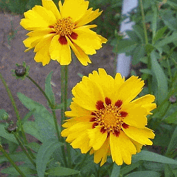 Coreopsis- Picta Tickseed (Coreopsis nuecensis) (Florida Native)