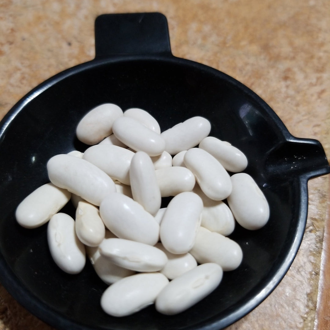 Pole Bean - Blue Lake - Whitwam Organics