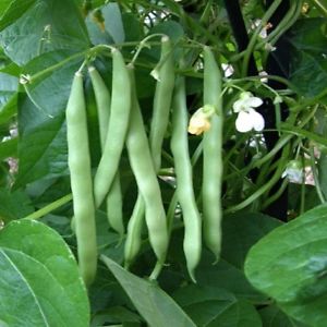 Pole Bean - Blue Lake - Whitwam Organics