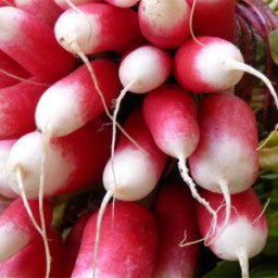 Radish - French Breakfast - Whitwam Organics