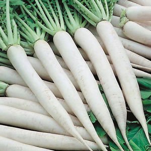 Radish - Giant White Daikon - Whitwam Organics
