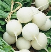 Radish - Hailstone - Whitwam Organics