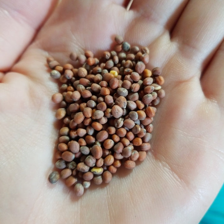 Radish - Hailstone - Whitwam Organics