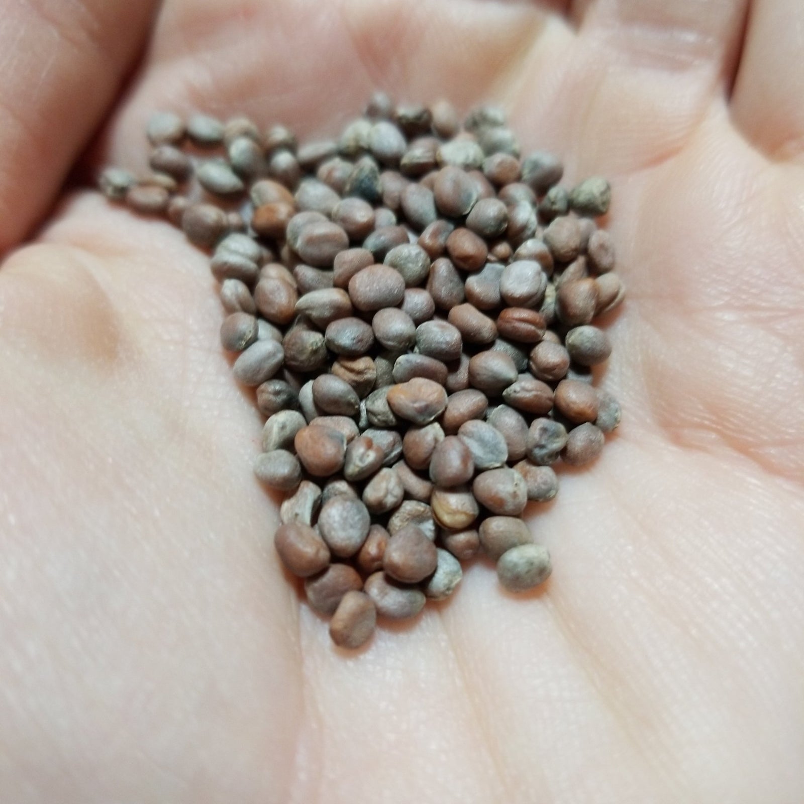 Radish - Karaine Daikon - Whitwam Organics